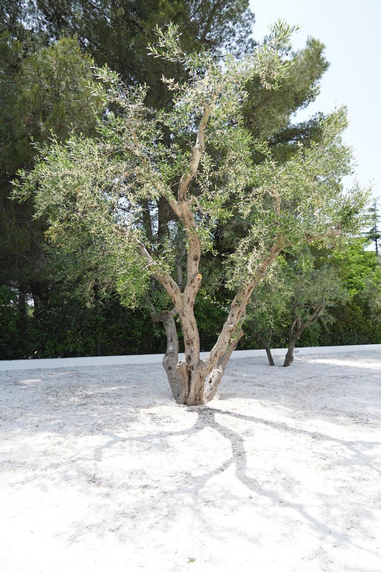 Apartamento Luoghi Di Puglia Ostuni Exterior foto
